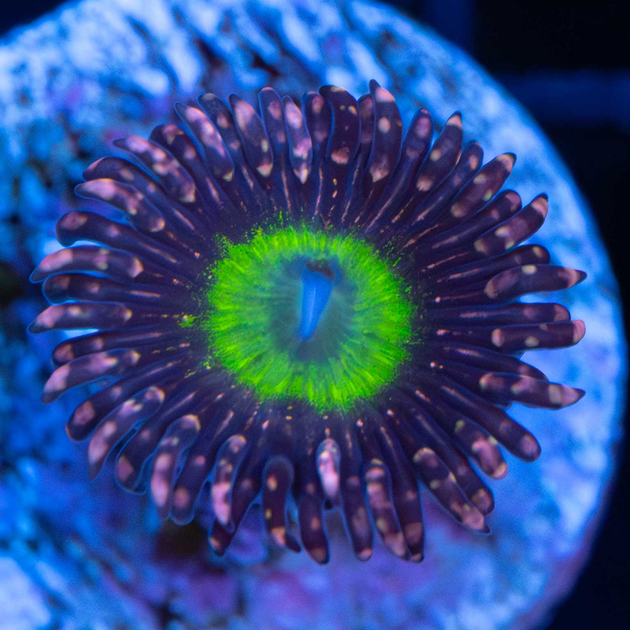 Omega Zoa