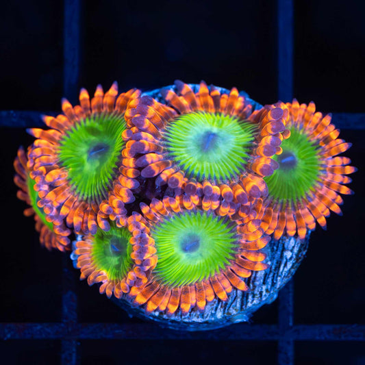 Electric Oompa Loompa Zoa (6 Polyps)