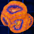 Acan 1