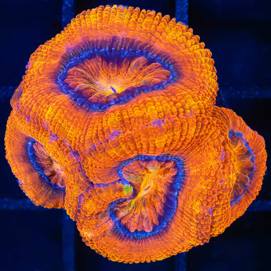 Orange Acan Coral
