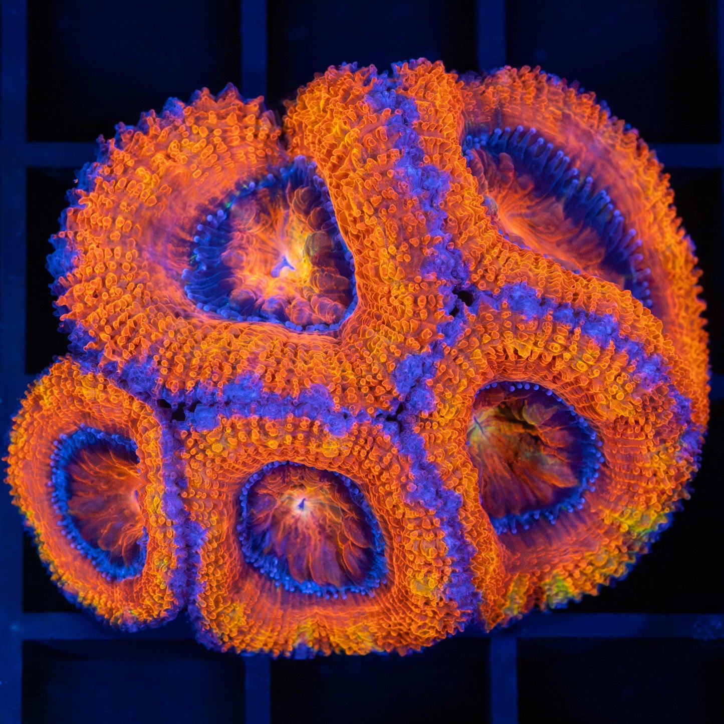 Orange Acan Coral