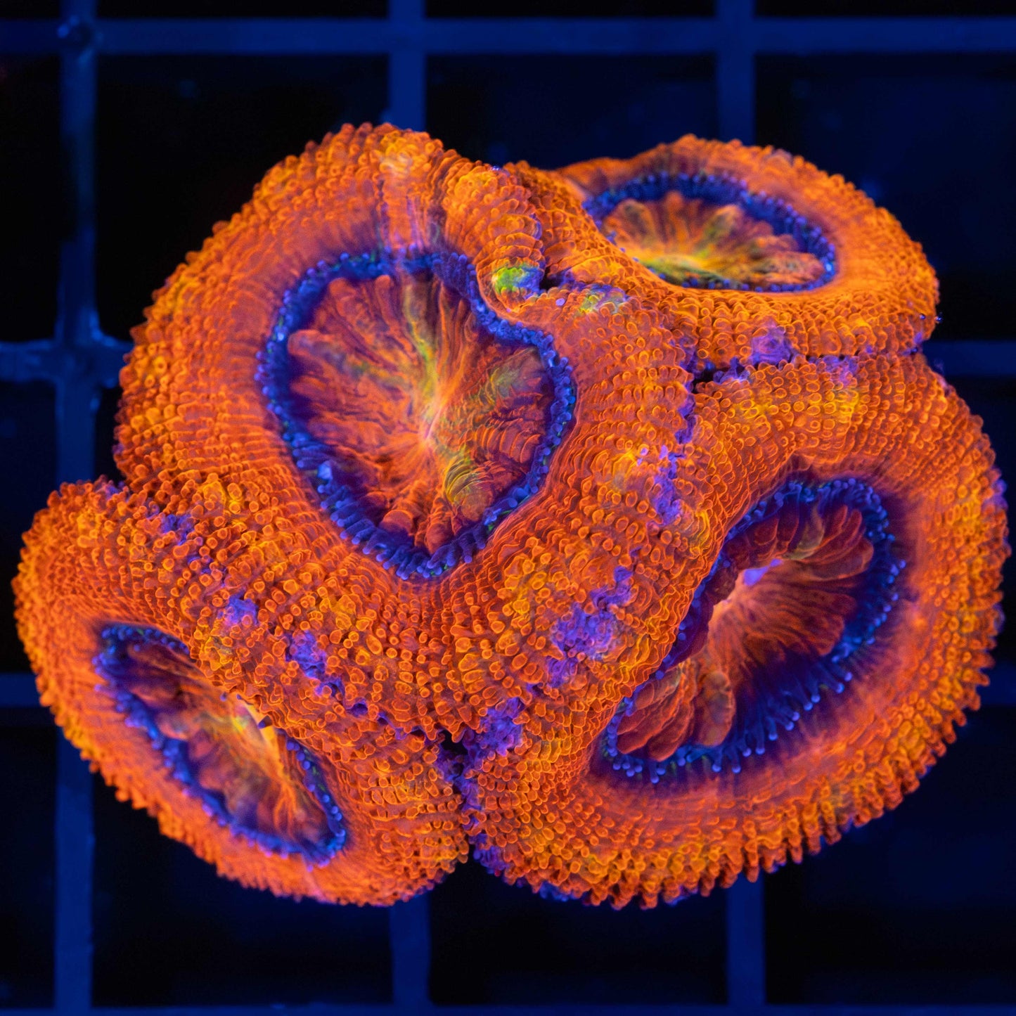 Orange Acan Coral