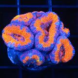 Orange Acan Coral