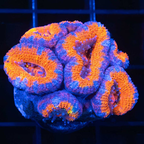 Orange Acan Coral