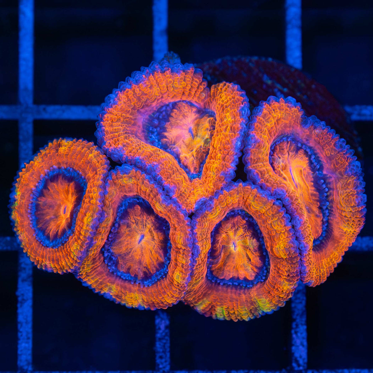Orange Acan Coral