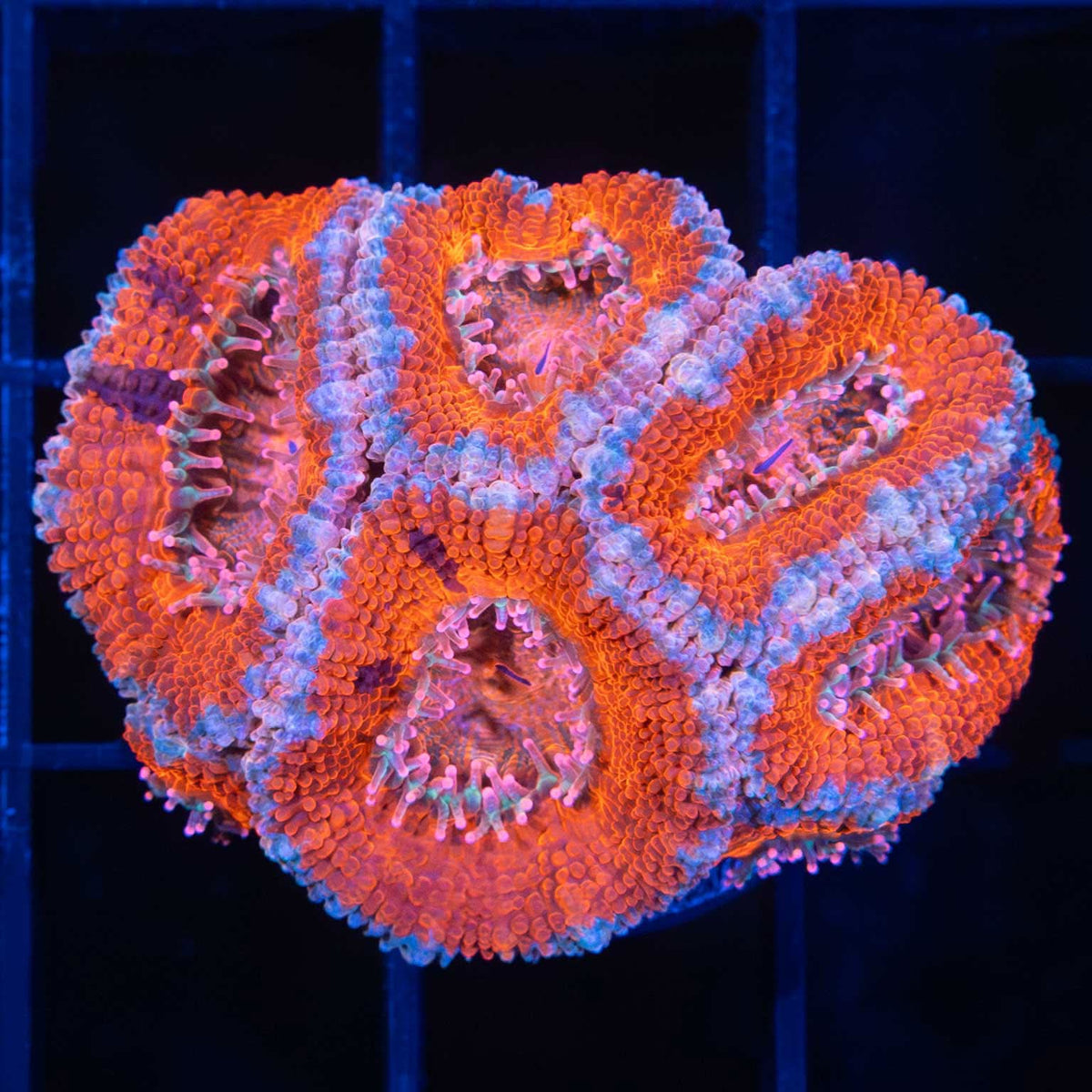 Orange Acan with splatter pattern