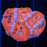 Orange Acan with splatter pattern