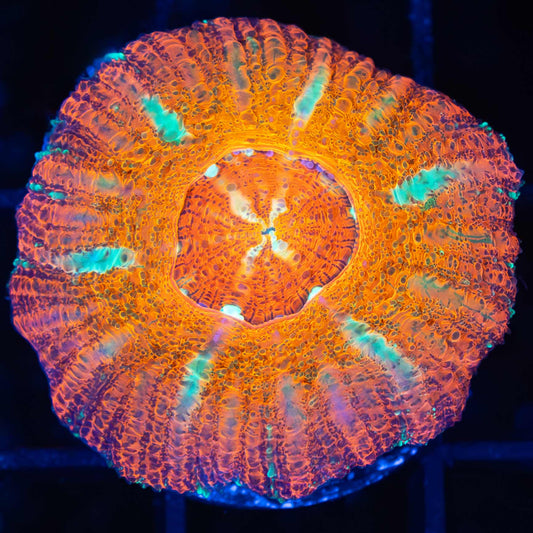 Neon Acan Maxima (Micromussa Pacifica)