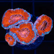 orange acan coral