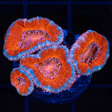 orange acan coral