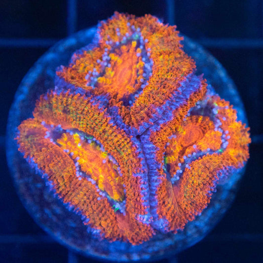 Orange Acan