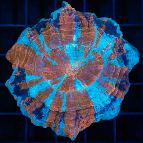 Blue Acanthophyllia UFO Pattern