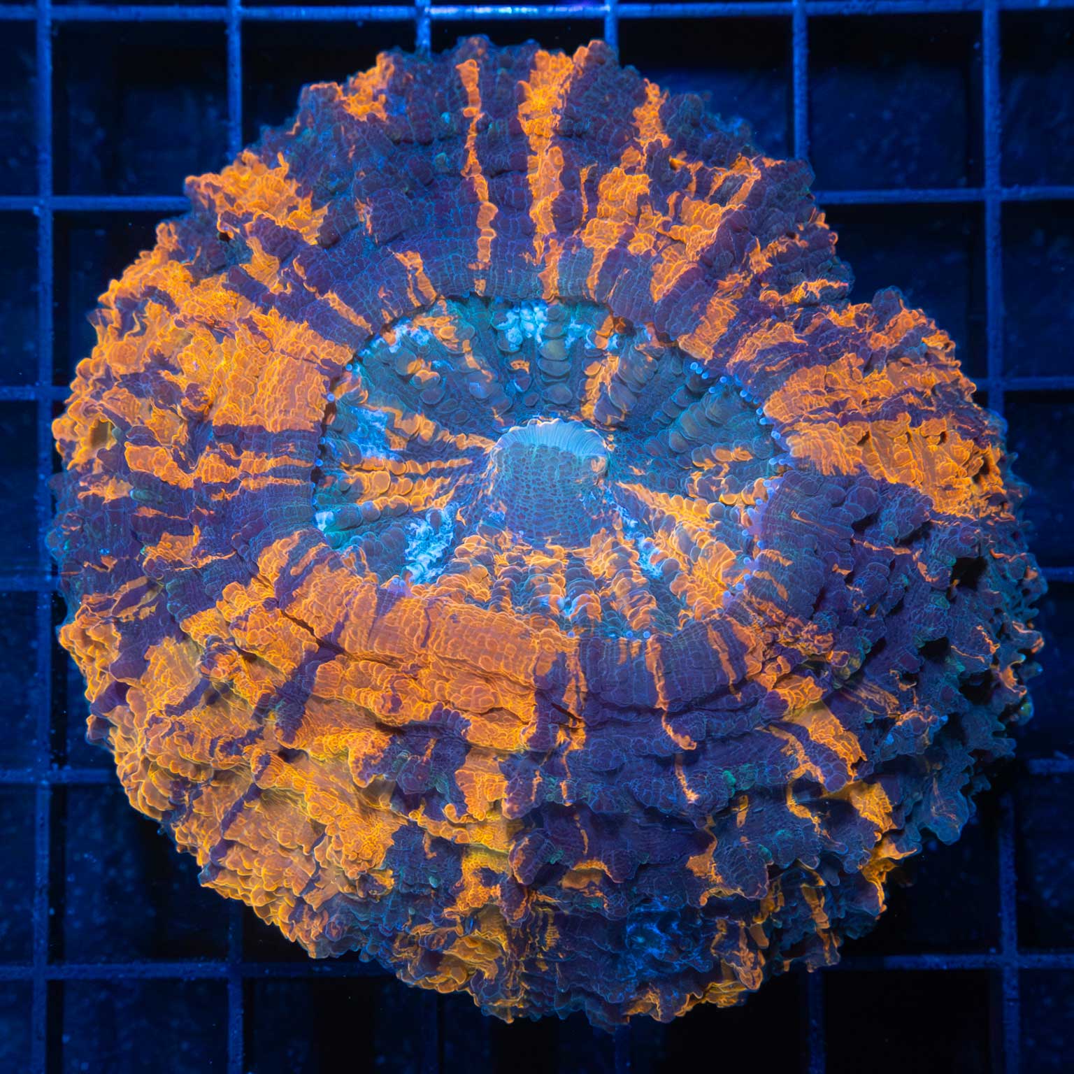 3 Color Acanthophyllia 3.5"