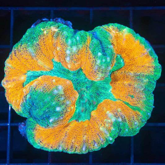 Green and Orange Acan Pachysepta 2.5"