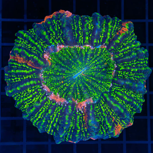 Orange and Green Glitter Acanthophyllia