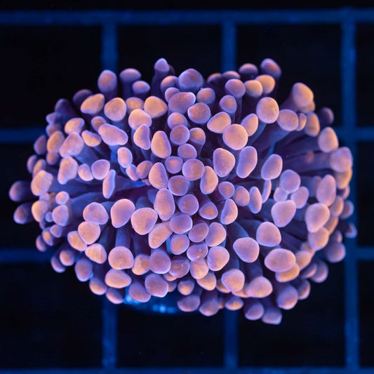 Peach and Purple Branch Hammer (2 Polyps)