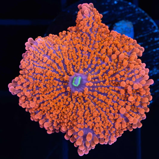 Neon Orange, Purple, Green Yuma