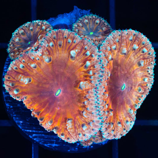 Orange and Teal Blastomussa (Rare Color)