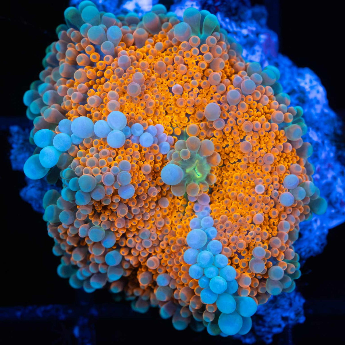 Orange Center Yuma Mushroom