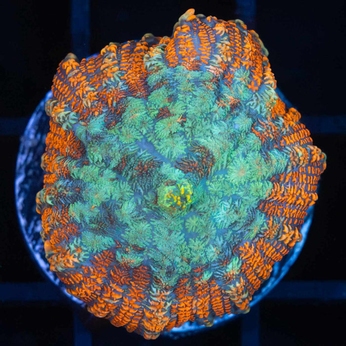 Bullseye Mushroom