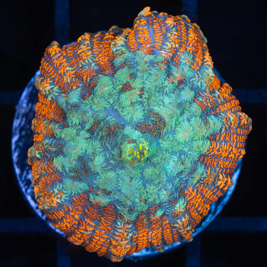 Bullseye Mushroom
