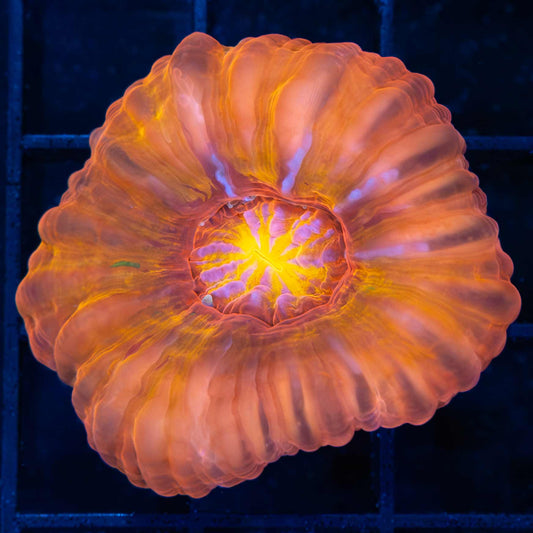 Orange Color Splash Cynarina 2"