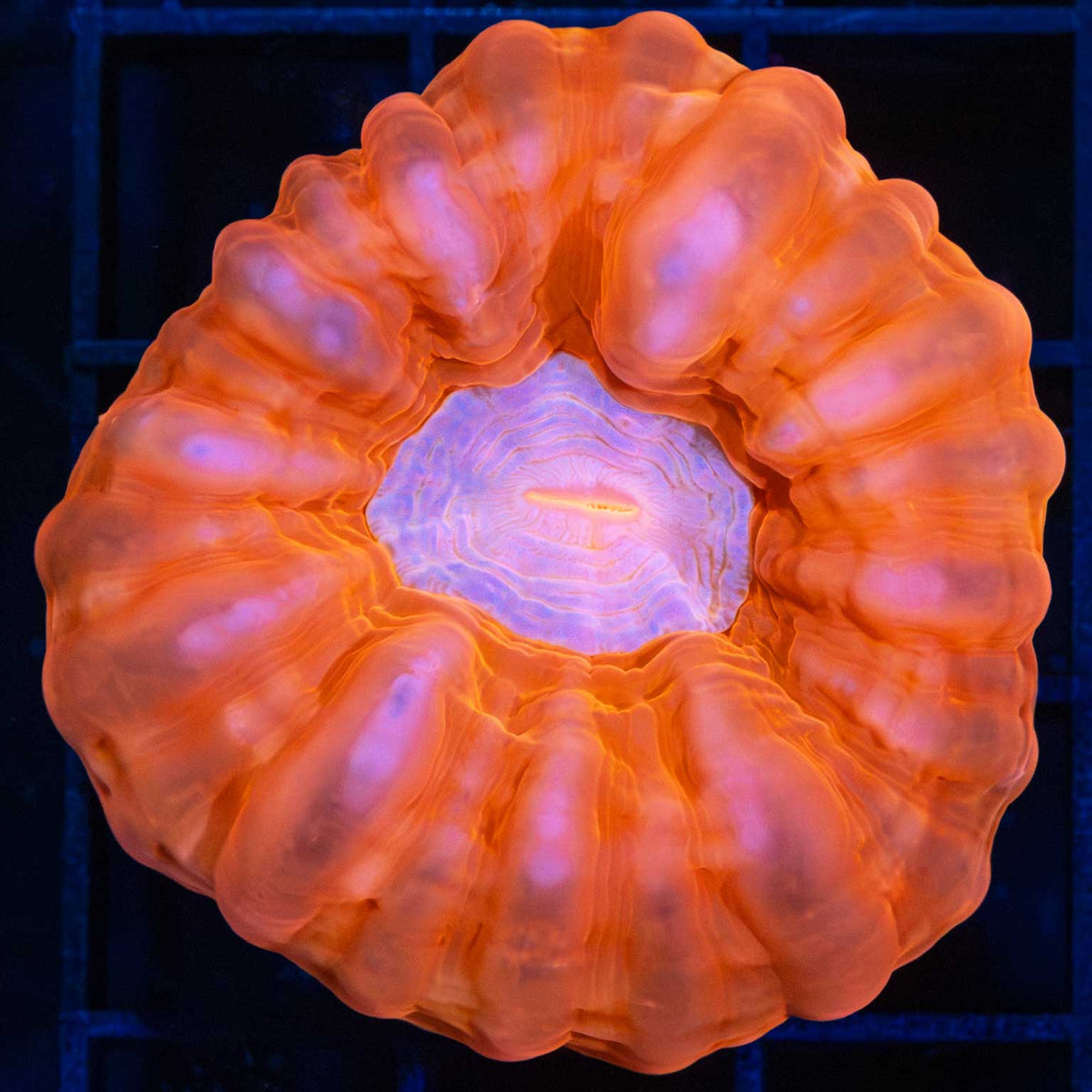 Orange Cynarina Coral