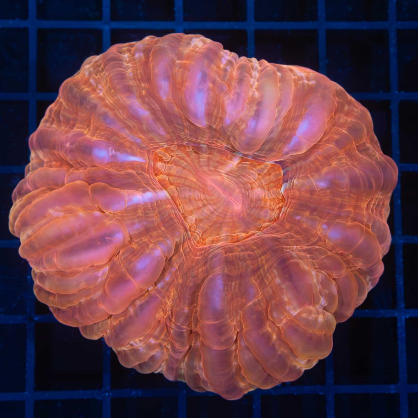 Orange Cynarina 3.5"