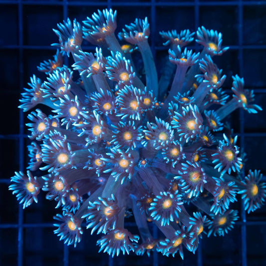 Blue Orange Eye Goniopora Colony 4"