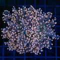 Splitting Polyp