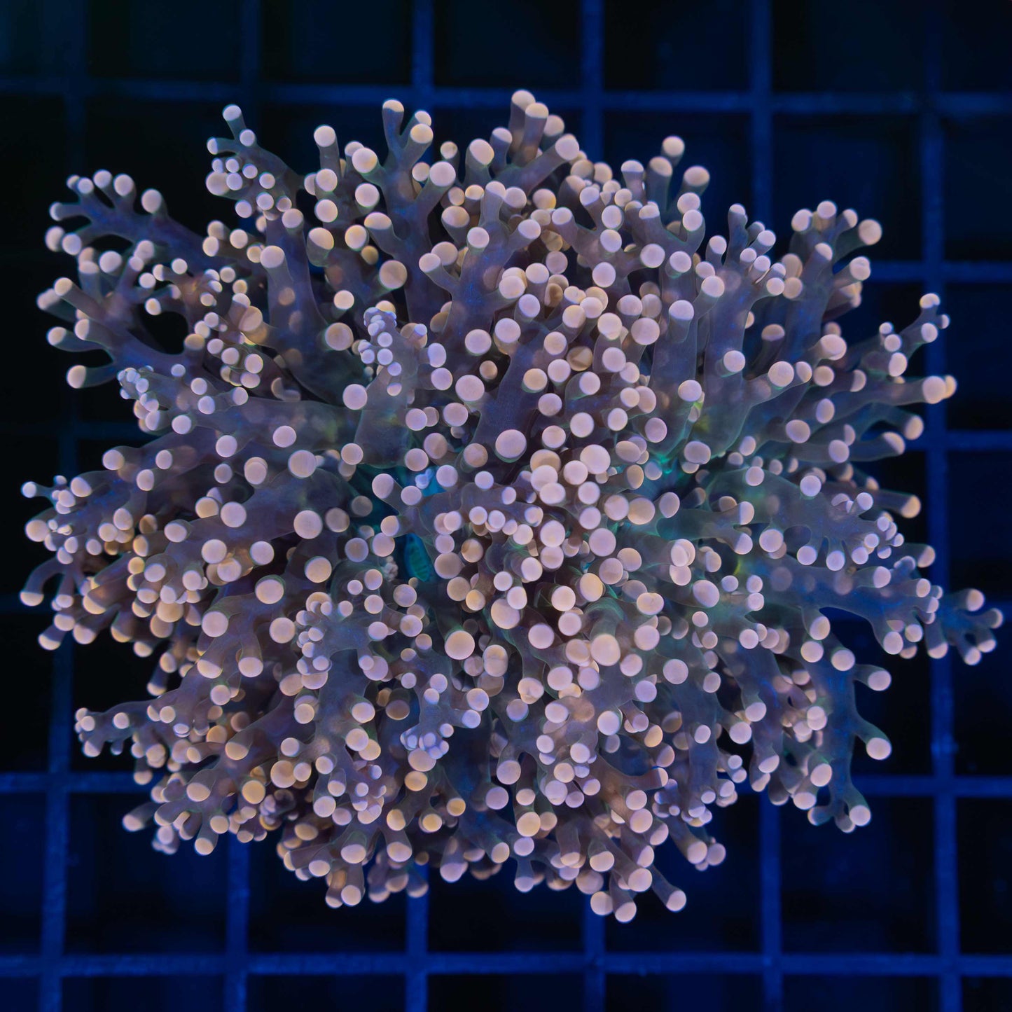 Orange Frogspawn Coral