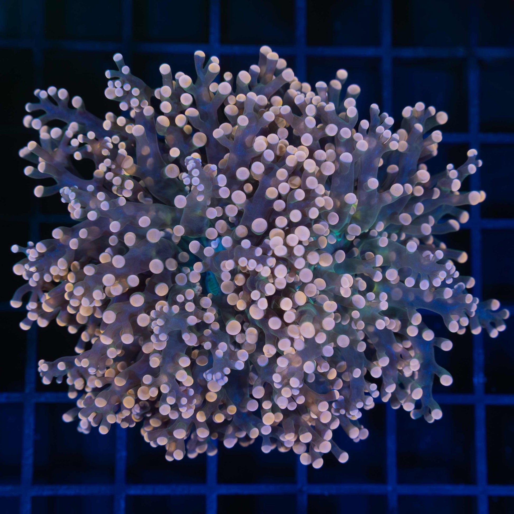 Orange Frogspawn Coral