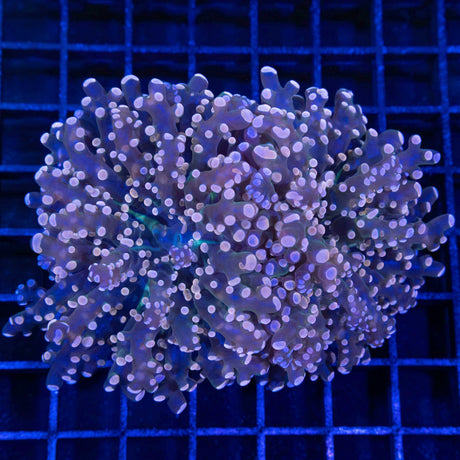 2 Heads Orange Frogspawn