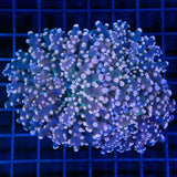 2 Heads Orange Frogspawn