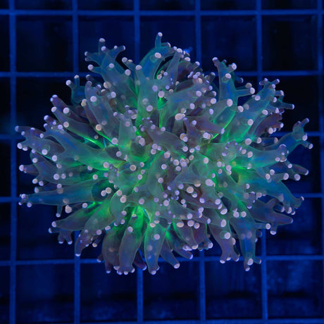 orange frogspawn coral green center