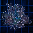 Orange Frogspawn Coral