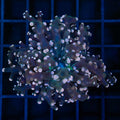 1 Polyp