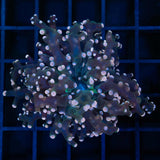 Orange Frogspawn Coral
