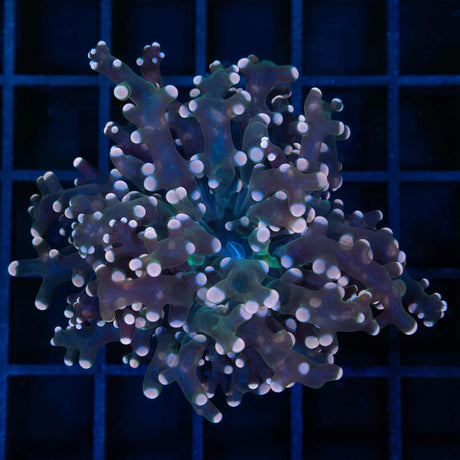 Orange Frogspawn Coral