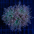 3 Heads Orange Frogspawn Coral Green Center