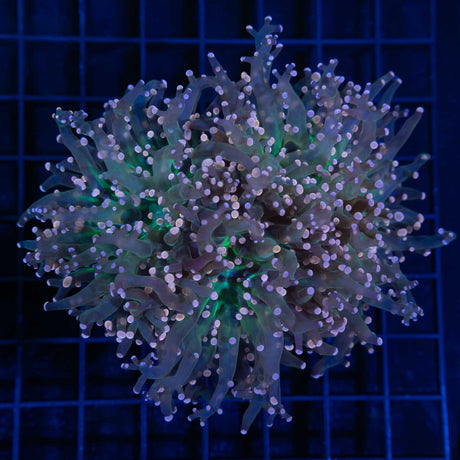 3 Heads Orange Frogspawn Coral Green Center