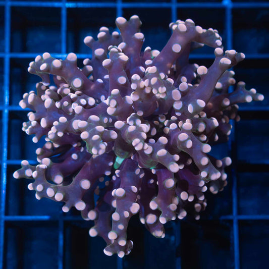 2 Heads Peach Frogspawn