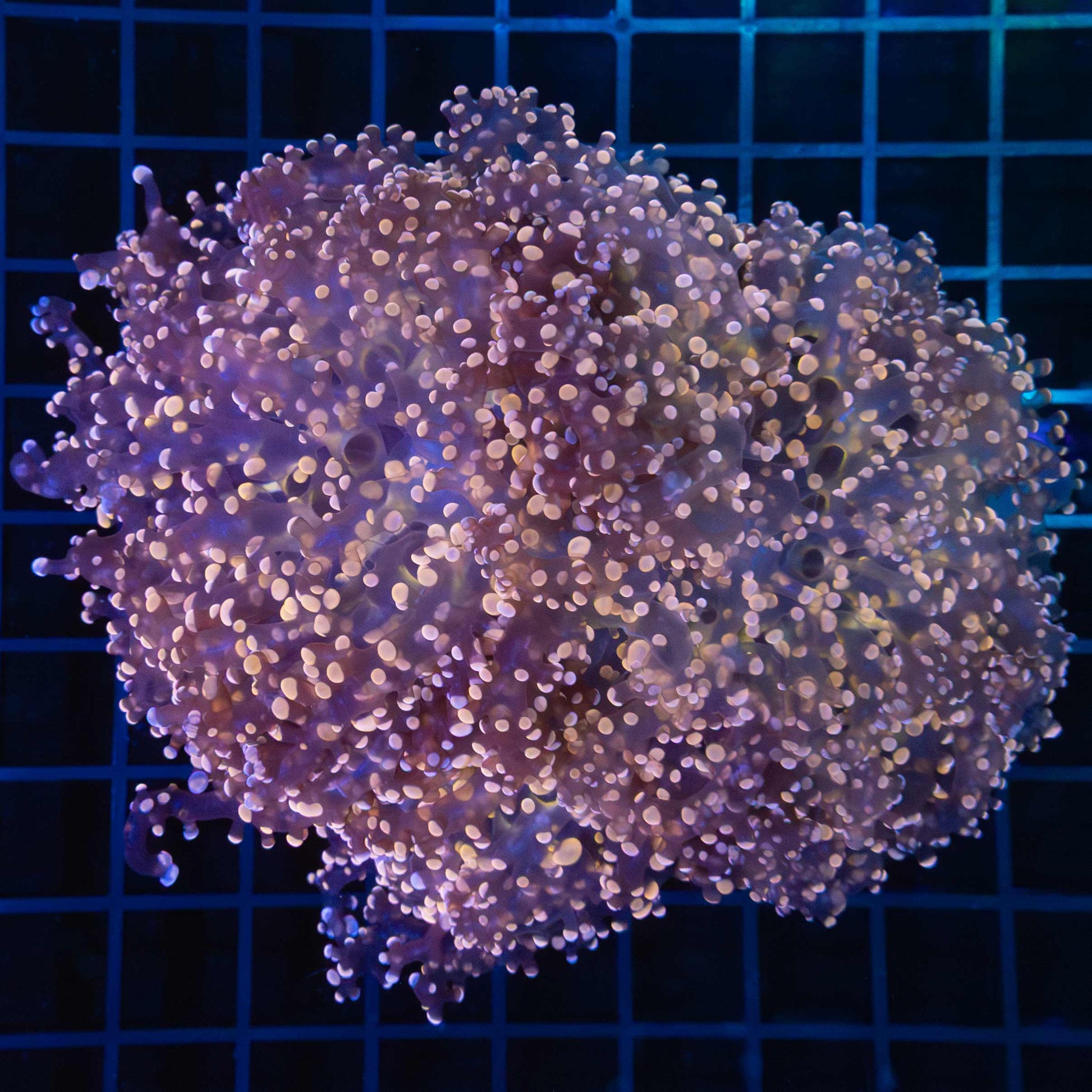 Giant Head Orange Branching Octospawn 5.5"