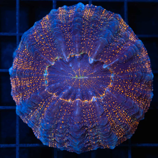 Orange Glitter Acantho