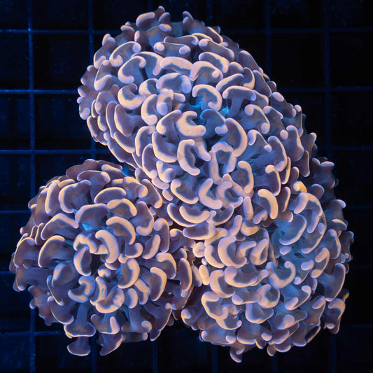 2 Heads Orange Gold Stem Hammer Coral 4"