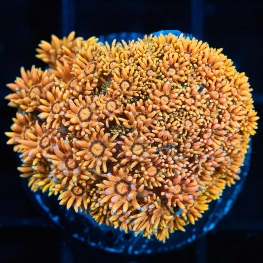 Orange Goniopora