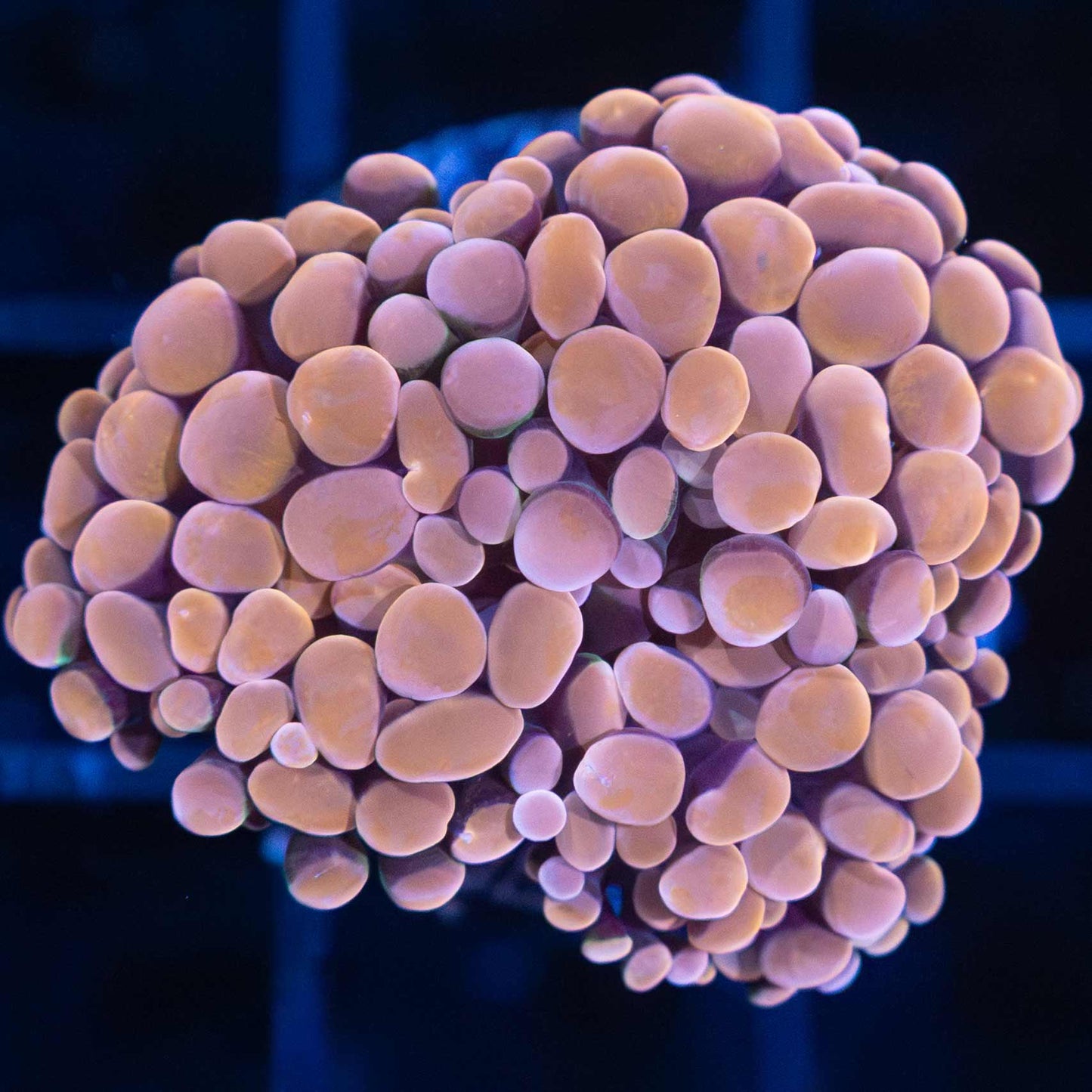 2 Heads Tank Grown Orange Branch Hammer