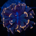 1 Polyp