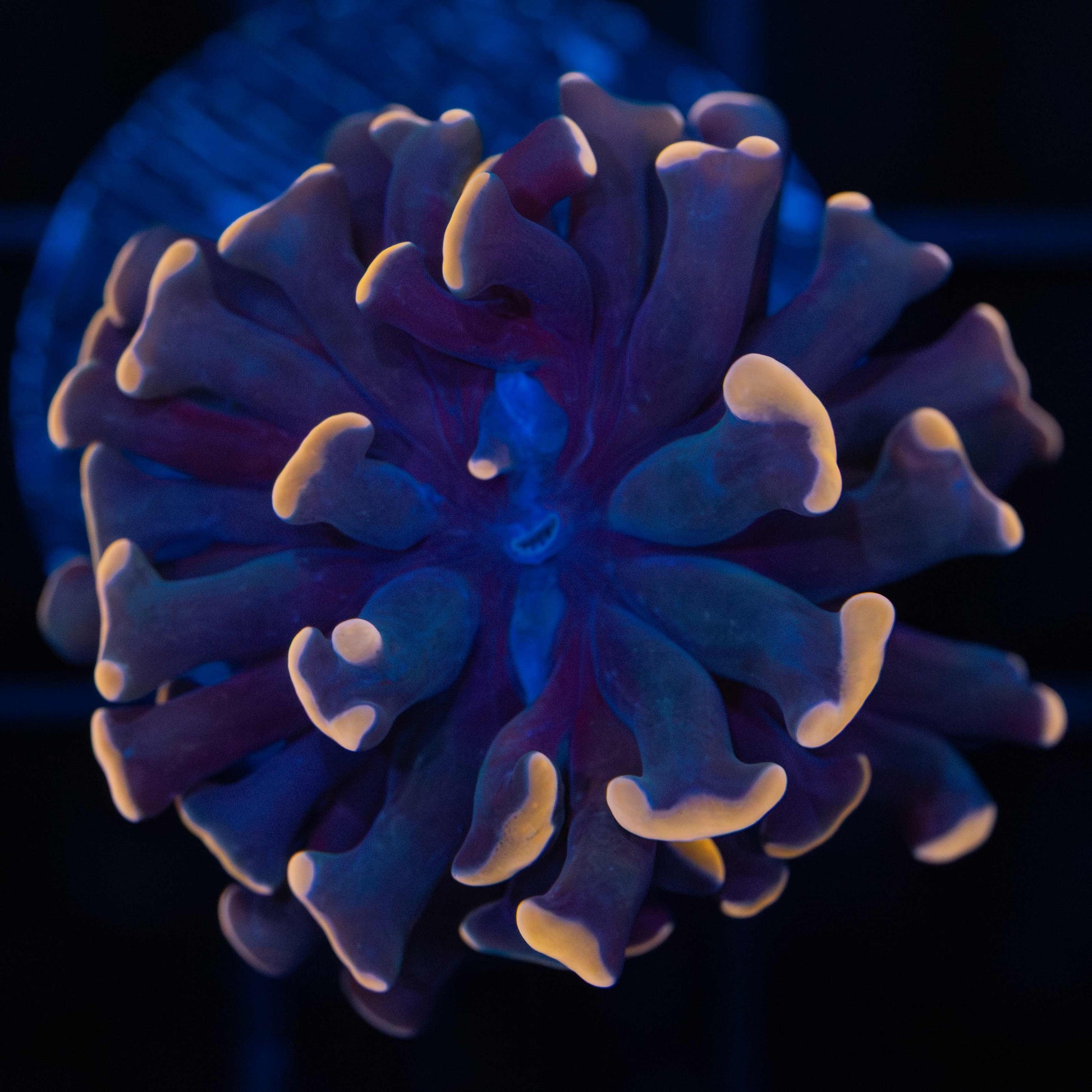 Orange Hammer Coral