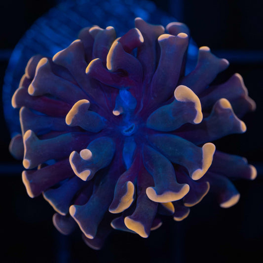 Orange Hammer Coral